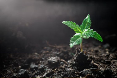 Cannabis Keimlinge - Sämlinge