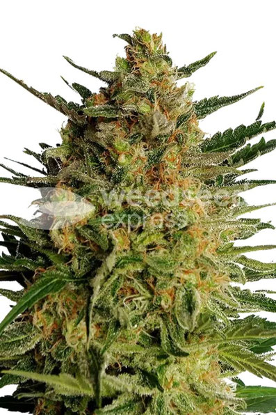 ak47 feminisierte samen