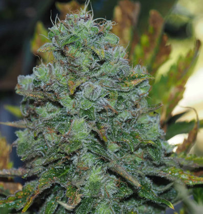 Shiva Skunk Blüte