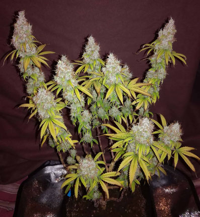 Skunk #1 Automatic Erntezeit