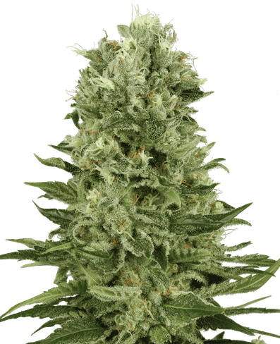 Skunk #1 Automatic Hanfsamen