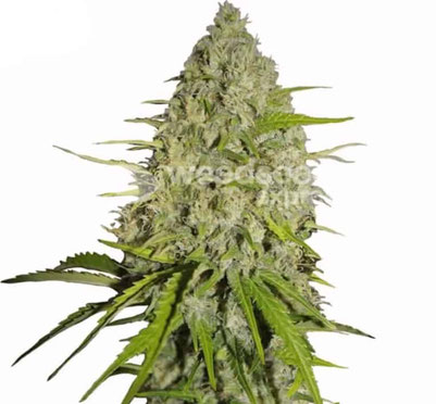 Gorilla Glue Cannabis Sorte