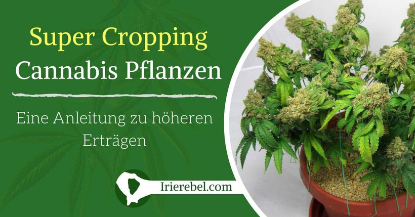 Super Cropping Cannabis Pflanzen - Eine Anleitung zu höheren Erträgen