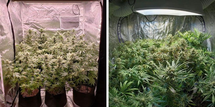1 Cannabis Sorte 2 verschiedene Growlampen