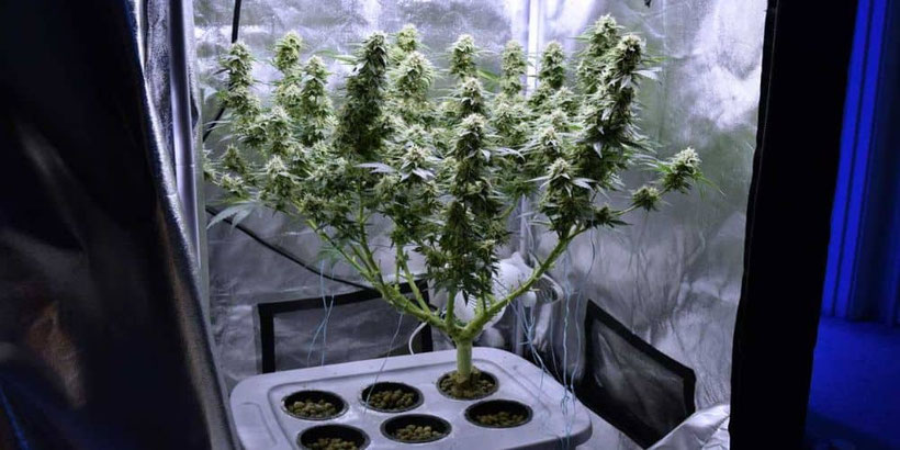 geschulte cannabispflanze