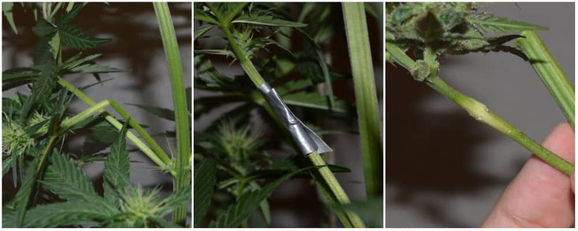 Gebrochener Cannabis Zweig mit Klebeband repariert