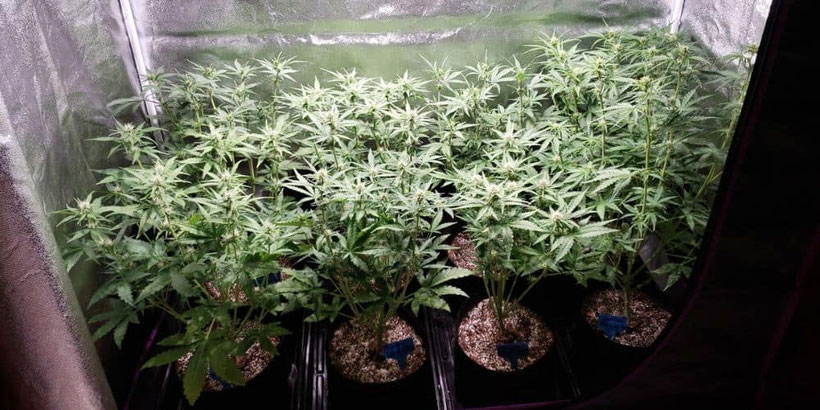 cannabispflanzen in growbox