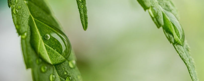 cannabis wasser probleme