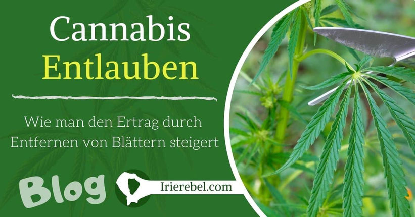 Cannabis Entlauben