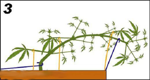 Cannabis Pflanze LST 3