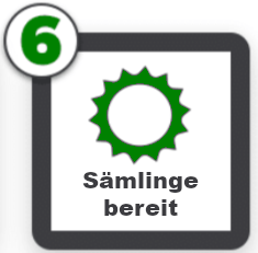 Sämlinge sind bereit