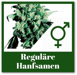 Reguläre Hanfsamen bzw. Cannabis Samen