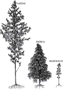 Hanf Cannabis Sativa, Indica und Ruderalis