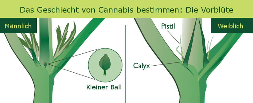Das Geschlecht Ihrer Pflanzen bestimmen