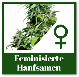 feminisierte Hanfsamen kaufen