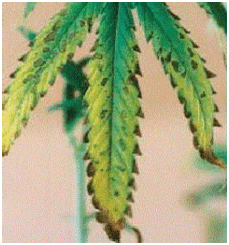 Kalium Cannabis Blatt Mangel